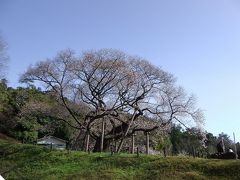 三隅大平桜