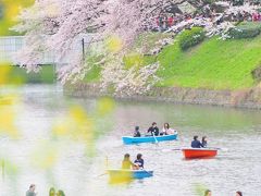 東京桜大満喫♪皇居乾通り一般公開・東御苑から千鳥ヶ淵へ　