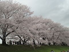 背割り堤の満開の桜