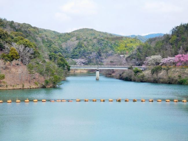 　毎年桜の時期に今富ダム湖畔の桜見ウォーキングがあります。<br />昨年初めて参加しようと思ったら天気が悪かったので参加はしませんでした。<br /><br />　今回初めてのウォーキングです。<br />９時１５分から万倉ふれあいセンターで開会式がありラジオ体操をして９時３０分にウォーキング開始です。<br />昨年の１１月に今富ダムの堤防を歩いているのでなんとなく様子は分かります。<br />　前に参加した人の話を聞いていたので、てっきりダムの駐車場までマイクロバスの送迎があるのかと思っていたら、<br />帰りはダムの駐車場からマイクロバスの送迎があるとのことでした・・・。<br /><br />　今富ダムまでが３．５?で、ダム湖畔１周は４キロだそうです。<br />トータルで７．５?。<br />あんまりウォーキングをしないので大丈夫かな・・とも思いましたが、今日は友人と一緒だったので<br />おしゃべりをしながらだったので、あっという間に１周出来ました。<br /><br />　歩いた後はぜんざいを御馳走になりました。<br />ウォーキングをしてぜんざいまで頂き、とても良い日になりました。<br /><br />　そのあとは隣にある楠こもれびの郷に行き、温泉に入り疲れを取りました。<br /><br /><br />　