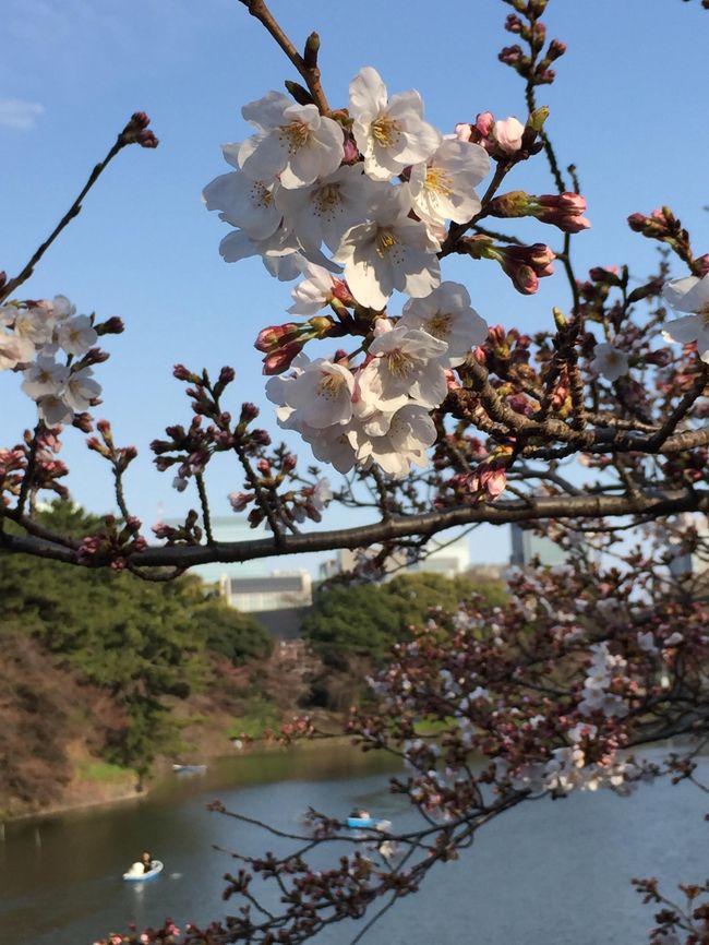 新宿から靖国通りを市ヶ谷に進み、外堀公園から靖国神社、そして千鳥ヶ淵まで満開前の桜を見ながら快適なウォーキング満喫。