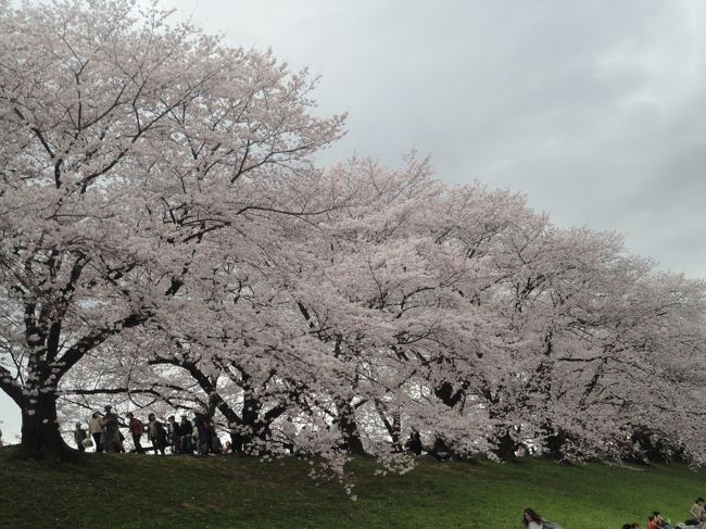 今まで20何年も淀川の三川合流近辺に住んでいますが、背割り桜のことを知りませんでした。<br />淀川を挟んで向こう側のためか（橋が少ないので近いようで遠いのです）京阪沿線や八幡方面のことには、疎い私です。<br />ようやく知った背割りの桜が満開だ！！しかも明日からは雨の予報なので、今日しかないと行ってきました。