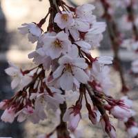 2016今年も桜咲く京都に行ってきました（渉成園、千本釈迦堂、平野神社）