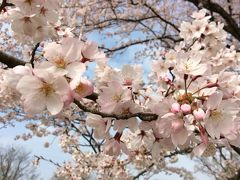 *:.春爛漫.:  桜色に染められて歩こう～至福の花人♪  