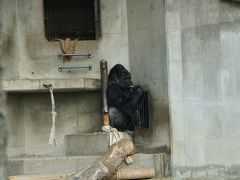 楽しんだぜ！！ ２０１６  愛知県 『イケメンゴリラと満開の桜が見れて一石二鳥♪』　IN  東山動物園  