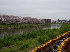 寄り道して桜巡り