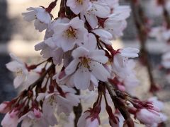 2016今年も桜咲く京都に行ってきました（渉成園、千本釈迦堂、平野神社）