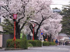 養老鉄道養老駅と大垣城の桜