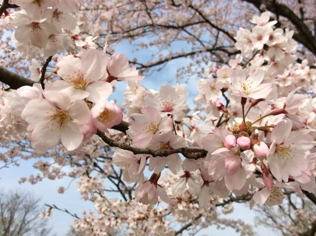 桜の季節に毎年訪れる木曽川の畔り。<br /><br />静かに一人で花を楽しむ桜人にはぴったりの場所です。<br /><br />訪れると今が盛りと咲き誇る桜達♪<br /><br />人影もなく鳥のさえずりも桜も一人占め<br />ようこそとばかりに咲き競う桜達に<br />サクラ色に染められた…至福の一時でした。<br /><br />写真が多くなってしまいました&gt;_&lt;<br /><br /><br /><br />