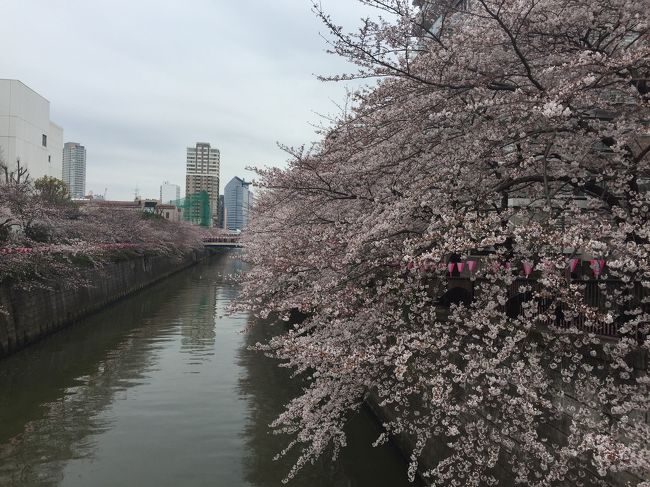 今年も目黒川の桜を見に行ってきました。<br />お天気は曇りがちでしたが、キレイな桜を堪能してきました！