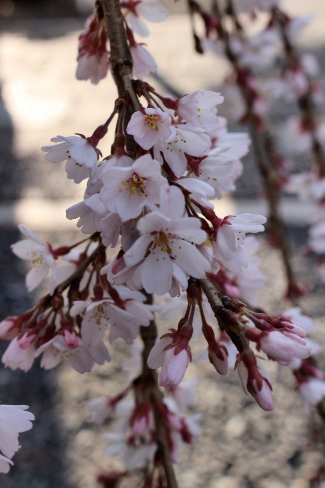 今年も我が家恒例の京都行きです。<br /><br />午前中に京都に着いたので、初めて東本願寺そばの渉成園を見学、桜の木はそれほど多くはなかったけど、静かで落ち着いた庭園でした。<br /><br />四条河原町でお昼を食べて、そこで出た煮昆布がとても美味しかったので、「土産に昆布を買おう！」ということになり、先ずは錦市場に、そこから昆布で有名な「五辻の昆布」を買いに行きました。<br /><br />たまたま千本釈迦堂が近かったので、そこの阿亀桜を見て、ついでに平野神社も寄りました。<br />どちらも満開にはまだ早く、これからというところでした。<br /><br />3泊4日の京都、どんな桜に遭遇するでしょうか？