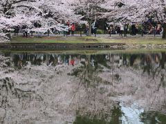 さいたま市　大宮公園　　満開の桜に満開の笑顔！！