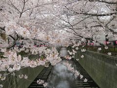 中目黒の桜は満開でした！