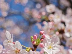 待ちに待ったさくら日和のさくら散歩☆今年の『花の道』もキレイです～♪