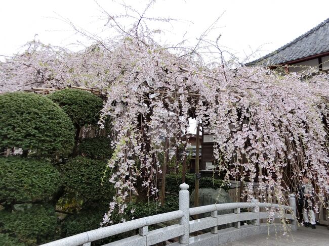 花より団子♪ ～ほんの少しの桜とお食事会～