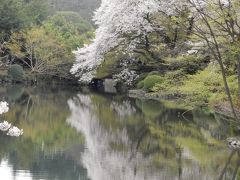 桜散歩2016～新宿御苑～