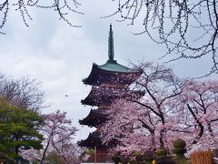 花見 / 日暮里駅～上野公園