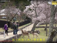 4K動画で見る　2016年　奈良公園の桜