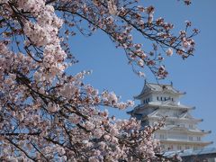 白鷺城（姫路城）の桜満開