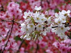 どこ行くねん！うんちょっと伏見まで桜の撮影に！2016年