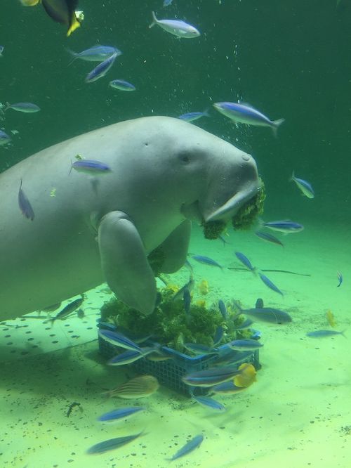 Amazon.co.jp: 三重 鳥羽水族館 ジュゴン 二見シーパラダイス