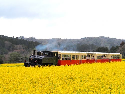 市原ナンバープレートに描かれた菜の花畑と房総里山トロッコ