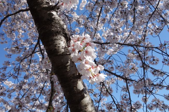 アーリントンもトータル四回目となりまして、だいぶ飽きてきました。とはいっても仕事なのでしょうがないのですが。<br /><br />https://googledrive.com/host/0B4qVnR95gdHkLVBOZmtNTE1NQ2M/Arlington2016-2.html