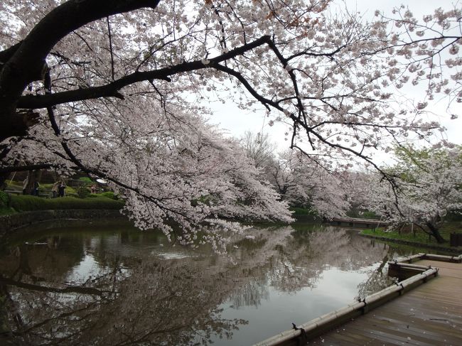 4月3日桜がきれいではないかということで、朝から冷たい雨ですが少し弱まるのを待ってお散歩です。<br />北鎌倉からまずは円覚寺。明月院にたどり着く途中のお花見。境内ではソメイヨシノは眼につかなかった。<br />そこから歩いて八幡さん方面へ。途中の建長寺では桜のトンネル。<br />八幡さんの牡丹園から見る桜は見事です。