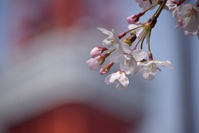 どうも～。ご覧いただきありがとうございます。<br /><br /><br />3月21日、東京では桜の開花が発表されました。<br />満開になるのはいつだろう、、。<br /><br />しばらくカレンダーと週間天気予報とにらめっこ。<br /><br /><br />開花後は気温が低くなり、じっと我慢の桜でした。<br /><br /><br />平日休みの31日木曜日。<br /><br />気温もぐんと上がり、一気に花が開き始めました。<br /><br />そんな最高の日に、桜散歩に出かけることができました。<br /><br /><br />