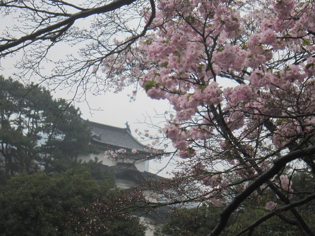 今年の桜は開花宣言が早かったにもかかわらず､満開まで2週間かかり､満開となった土日は曇天｡<br />しかし､今日を逃すときっと桜の見ごろは過ぎてしまうので､桜を見に行くことにした｡<br /><br />連日ニュースで報じられている皇居乾通りの一般公開は当初3月31日で終了予定だったが､桜の満開が遅れたため本日まで延長していたので､折角なので皇居に行こう！と思い立ち出かけることにした｡2014年秋 http://4travel.jp/travelogue/10959487<br />今年の正月一般参賀 http://4travel.jp/travelogue/11089846 <br />に続いての乾通りです｡<br /><br />尚､今秋及び平成29年春季は乾通りの樹木の更新工事を行うため､乾通り一般公開は実施しないそうです｡<br /><br />本日の歩行数:18,829歩<br /><br />■□■平成28年春季皇居乾通り一般公開参入者数(宮内庁発表)□■□<br />　3月25日（金） 17,140人　　3月26日（土） 41,830人　　3月27日（日） 46,980人 <br />　3月28日（月） 24,540人　　3月29日（火） 59,840人　　3月30日（水） 82,710人<br />　3月31日（木） 66,950人　　4月 1日（金） 34,060人　　4月 2日（土） 56,610人<br />　4月 3日（日） 77,350人　　合計 　　　　508,010人<br /><br />【表紙の写真】富士見櫓と皇居の桜