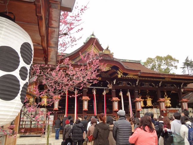 京都は北野天満宮で梅です！<br /><br />たまたま梅の時期だったので見れてラッキーでした。<br /><br />他にも伏見稲荷でほとんど登山　汗だく体験とか・・・<br /><br />堪能致しました。。。<br /><br />