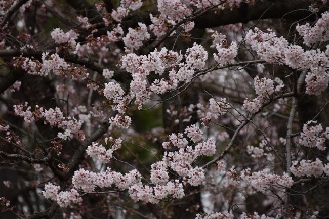 ２０１６年４月２日、千葉公園に佐倉を写しに行きました。満開の予想ですが、イマイチ、日陰の桜は咲いていませんでした。機材はニコンＤ５５００、レンズはシグマ１８－３００ｍｍを使用しました。曇りなので、下から写しても日の光が入らないのは良いですね。