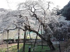 「岡崎」の桜スポットと家康ゆかりの寺社仏閣巡り