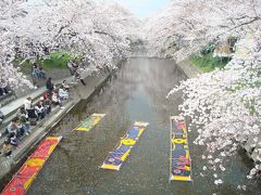 「岩倉」五条川の桜