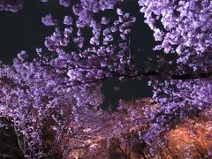 福岡城址　舞鶴公園　桜満開