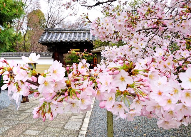 桜は別名「夢見草」というそうですね。「夢の様に美しくも儚い」というところから昔の人が名付けたそうですが、とてもロマンチックな表現です♪<br /><br />毎年この時期が楽しみで(*ﾟ▽ﾟ*)今年もまだかまだかと待っていました。<br />幼馴染の友人とお花見に行くのが恒例ですが、今年は都合で混み合う土曜日に行くことに・・・<br /><br />大変な人出が予想されたので、有名な桜の名所は避けて、金閣寺や北野天満宮のエリアであまり知られていない【上品蓮台寺】を中心に【千本釈迦堂】や【平野神社】を巡ろうかということになりました。