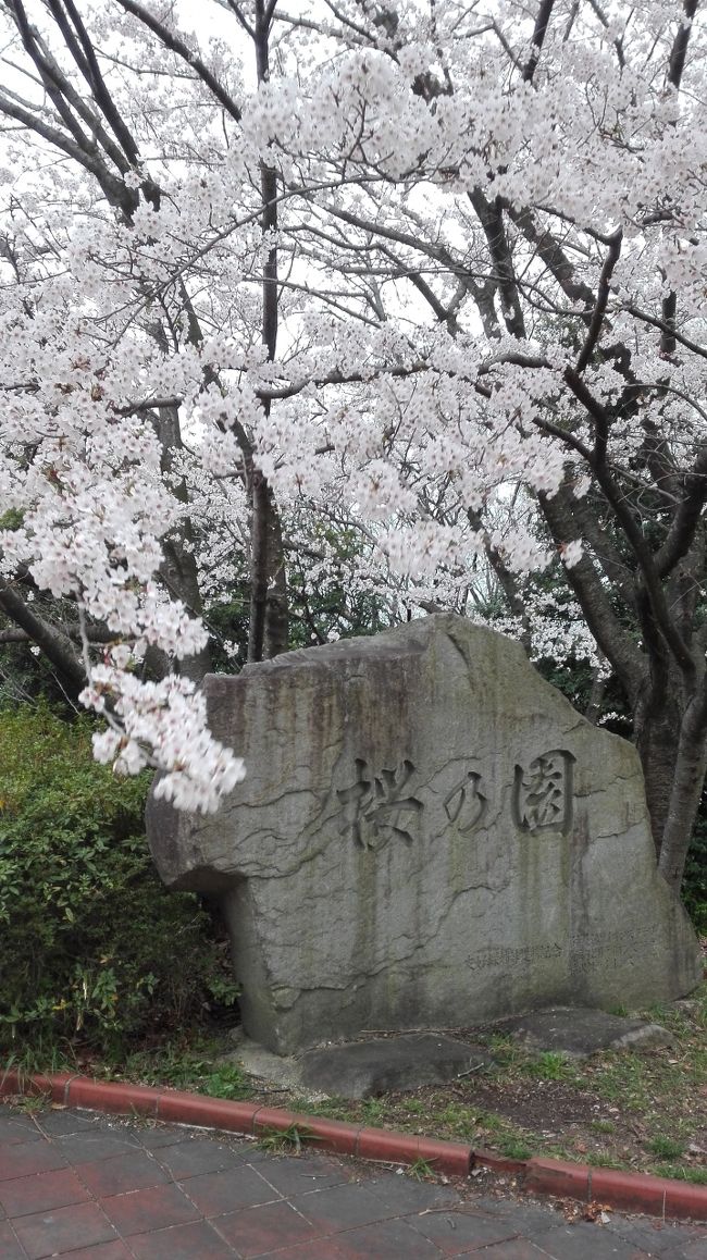 そうだ、桜を見に行こう！第三弾！！<br /><br />あんまり話題に上がらない桜スポット「大高緑地」へ。<br />こんなにきれいなのになぁ。