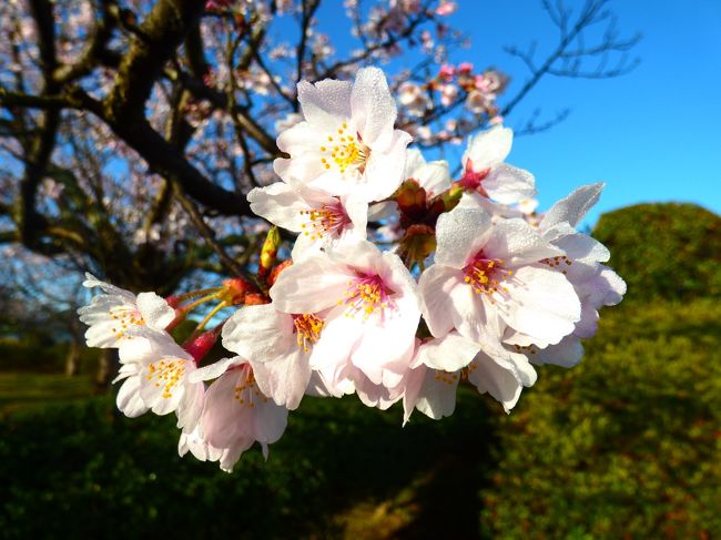ご訪問ありがとうございます。<br /><br />米子市内にある湊山公園の桜が開花しました！<br />湊山公園は以前は、錦公園と呼ばれていました。<br />私自身は、錦公園の方が慣れ親しんだ名前す。<br />
