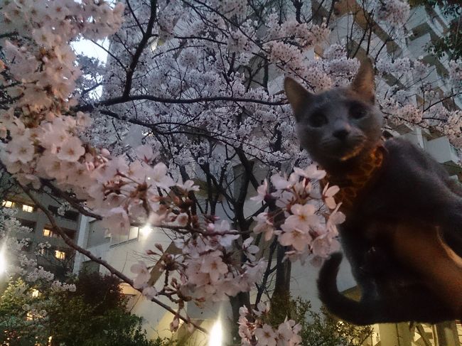 いつもの日帰り箱根＋帰りがけに車窓から霞ヶ関で桜を愛でて、おうちに帰ってからあーちゃんとお散歩に行きました。
