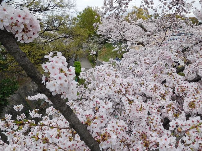 阪急王子公園駅から北側、王子動物園と王子公園の東側の青谷川沿いの青谷川公園の桜（ソメイヨシノ）を見てきました。<br />ソメイヨシノの淡いピンクと柳の新緑が好対照で、北に摩耶山を望めます。<br /><br />散策の後はお気に入りのイタリアン（il Capitano Nishioka）でランチをいただきました。
