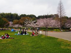 家康ご生母於大公園、旭公園　桜まつり　2016