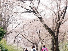 Japan　春らんまんの根川緑道　　～ミツバチばあやの冒険～