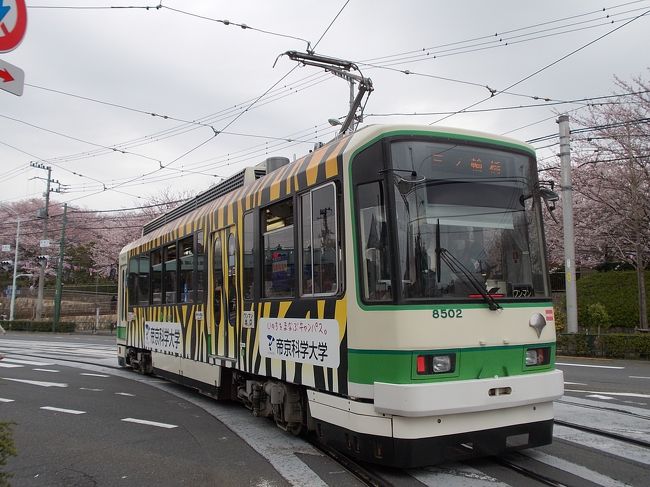 ７００円の・・・　乗り放題！パス　『　１日乗車券　都営！まるごと切符　』　を　フル活用して・・・の　東京・乗り物！散歩。<br />４種類・・・の　都営の　乗り物！に　乗り、　「浅草。　三ノ輪。　そして、　王子「飛鳥山」と、「桜・満開！・・・の　下町」を、繋ぎます。<br /><br />都電に　乗車する　「三ノ輪」に　行く。には、　浅草・・・から、　路線バス！に　乗車せねばなりません。<br />そんなワケ！で、　この日・・・の　散策。は、　「浅草」から、スタート。<br /><br />最近の、　外国人・観光客・・・。<br />「それぞれ・・・の　お国。でも　　『　ＨＡＮＡＭＩ　（　お花見　）』　と　云う、　言葉が、あるんだそう。で、　「各国で、桜の　お花見」を　皆さん、　しているそうナンデス。<br /><br />隅田川・・・の　畔！に　咲き誇る、　桜。は、　今が　満開。。。<br />やっぱり・・・「　桜　」は、　日本が　本家・本元。。。　<br />「日本旅行！を　「ＳＡＫＵＲＡの　満開時期」に、　合わせて・・・の　来日」が、　殺到中・・・なんだそう。で　　外人が、ほんと・・・多いンデス。　（♪）<br />「和服！で　コスプレ。　人力車で、　一味違った！浅草散歩」と、　インバウンドを　盛り上げてくれる、　外国人・観光客の　皆々様〜っ。<br />日本を、　満喫されているのね〜。　有り難いコト！です。　（ペコリ）　<br />ーーーーーーーーーーーーー<br />路線バスで、　向かった・・・のは、<br />ちょいと、　ディープ　＆　ワイルド・タウン　「庶民・・・の　町。　三ノ輪」。<br />私が、　幼い！頃・・・。　家族が、マイカー・ドライブで、　買い物に、来てた！　『　イトー・ヨーカドー　三ノ輪店　』　は、　この　赤レンガ！の　ガード下。を　超えた！所・・・なんだけど〜〜っ　？？？　<br /><br />そんな、　「ノスタルジックな　思い出」を　探しながら、<br />「三ノ輪・界隈・・・の　面白み」を　探ります。　（笑）<br />ーーーーーーーーーーーーーーー<br />「王子　「飛鳥山」の　桜」は、　江戸時代から・・・桜の　名所！として、　大賑わい！だったそう。<br />そんな、「飛鳥山」は、　「近代・日本経済の　父　『　渋沢栄一　』　の　住まい！が　あった・・・場所。<br />重要文化財　『　晩香盧　（ばんこうろ）　』は、<br />栄一が、　７７歳　（喜寿の　お祝い）で、　プレゼントされた！　建物。そして、　８０歳（　傘寿　）には、　『　青淵文庫　（せいえんぶんこ）　』　が、　贈呈される。と、　二つ！の・・・プレゼント・歴史的建造物。を　拝見します。<br />ーーーーーーーーーーーーーーーーーー<br />この日は、　暗い！曇り空が　続いてて、　写真撮影には、　いまいち。ながら、　「東京は、　満開・時期は、　曇り！ばかり・・・。が　続いている」　（涙）<br />夜には、　雨が、　降り出してしまった・・・花の金曜日。<br />「酒盛り！の　人々」は、　大丈夫だったんだろうか〜　？<br /><br />「ガタゴト。がたごと・・・と、　桜の　お山！を　バックに　走る　「都電」を　中心。に、<br />都営地下鉄。に、　都営バス。　そして、「日暮里　舎人（とねり）　ライナー」と、　「珍しい！　４つ！の　乗り物」を　ご覧頂きます。　<br />都電は、「チンチ〜ン」の　合図・・・で　「出発進行〜〜」ですよ〜。<br />「扉が　閉まる」と、　自動で、「チンチ〜ン」と　鳴るそう・・・デス。