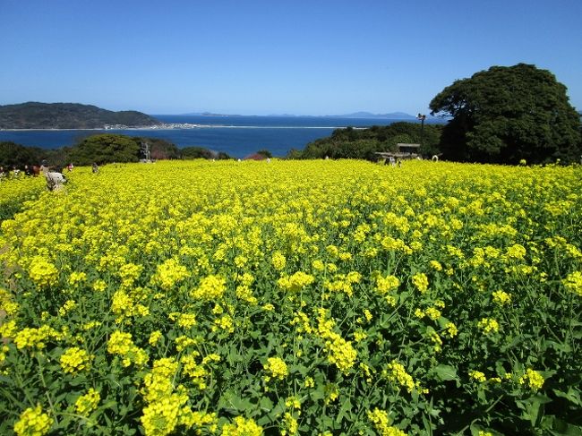 能古島 3 のこのしまアイランドパーク 満開の菜の花 博多 福岡県 の旅行記 ブログ By Konomiさん フォートラベル