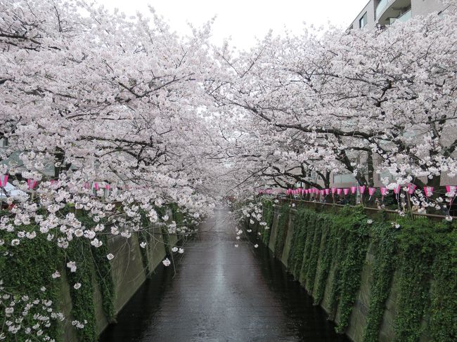 2016年　目黒川＆六本木　満開の桜めぐり