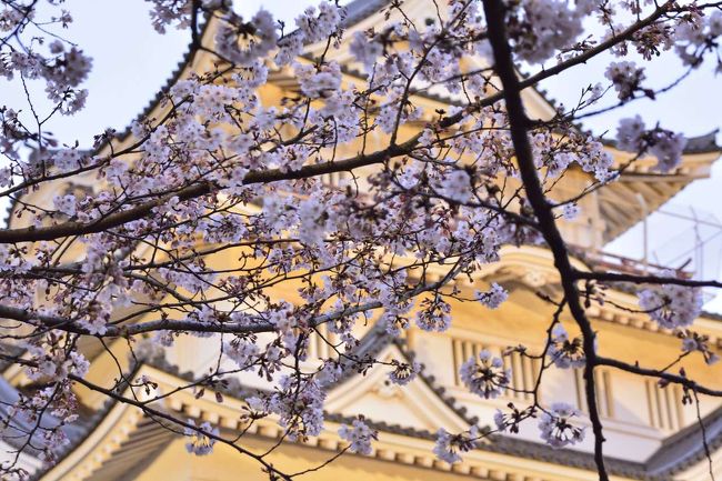 1967年に千葉市が歴史とは無関係に建てられたと言われている観光施設、「亥鼻城」（別名千葉城）の桜が綺麗でお花見の名所となっています。<br /><br />そんな城郭風の建物も桜とコラボるとそれなりに画になるとのことで、今月から中学生になる娘を引き連れて満開の桜を楽しんでみましょうか。<br /><br /><br />去年名古屋の赴任先から行った犬山城の桜が懐かしい…<br />↓↓↓<br />https://ssl.4travel.jp/tcs/t/editalbum/edit/10997874/<br />こちらは本物ですね。