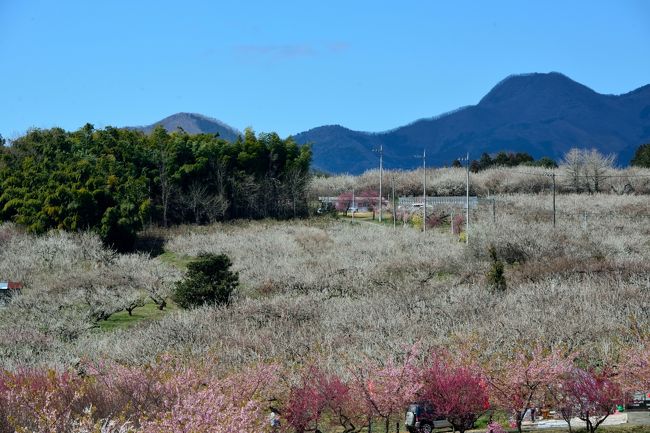 梅花を求めて群馬県への旅｡｡｡<br /><br />ここ群馬県には「ぐんま三大梅林」と称される大規模な梅林があって、３月も下旬に差し掛かるこのタイミングでもなんとかギリギリ咲いている様子。<br />そこで今回は、その「ぐんま三大梅林」のうち「榛名梅林」と「箕郷梅林」の２つの梅林を訪れてみることに。<br /><br />（旅行記前編に引き続き）「箕郷梅林」の２つの会場のうち、もう１つの「善地会場」へ行ってみると、思いがけない河津桜とのコラボとともに、あたり一面を雲海のごとく梅花が埋め尽くす光景が広がっていました♪<br /><br />その後、周辺にある「箕輪城跡」や「少林山達磨寺」のような歴史を感じさせるスポットにも訪れることができ、久しぶりの群馬への旅は思ってた以上に充実したものとなりました♪<br /><br />【 旅の行程 】<br />・箕郷梅林（善地会場）～ 高崎市役所箕郷支所 ～ 箕輪城跡 ～ 箕郷温泉まねきの湯 ～ 少林山達磨寺 ～ 高崎駅<br /><br />【見渡す限りの梅花に魅せられ、東日本一の梅の郷・ぐんま三大梅林を訪う】<br />・旅行記前編 ～蒼天の下に12万本の梅が咲き誇る榛名梅林へ～<br />　http://4travel.jp/travelogue/11116802