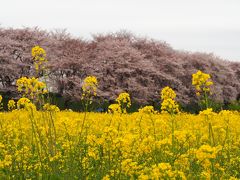 幸手権現堂桜堤～見頃な桜と菜の花のコラボ　　   中目黒もちょっと♪