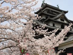 桜満開松江城