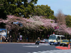 桜を追いかけてー３　千鳥ヶ淵から靖国神社へ